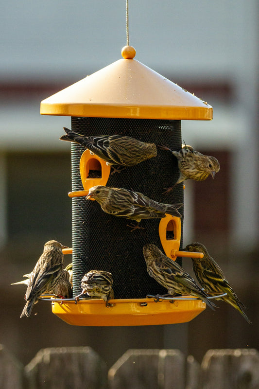 Oiseau dans une mangeoire jaune